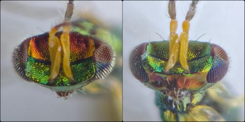 Réf. 282 841 : Chrysocharis gemma